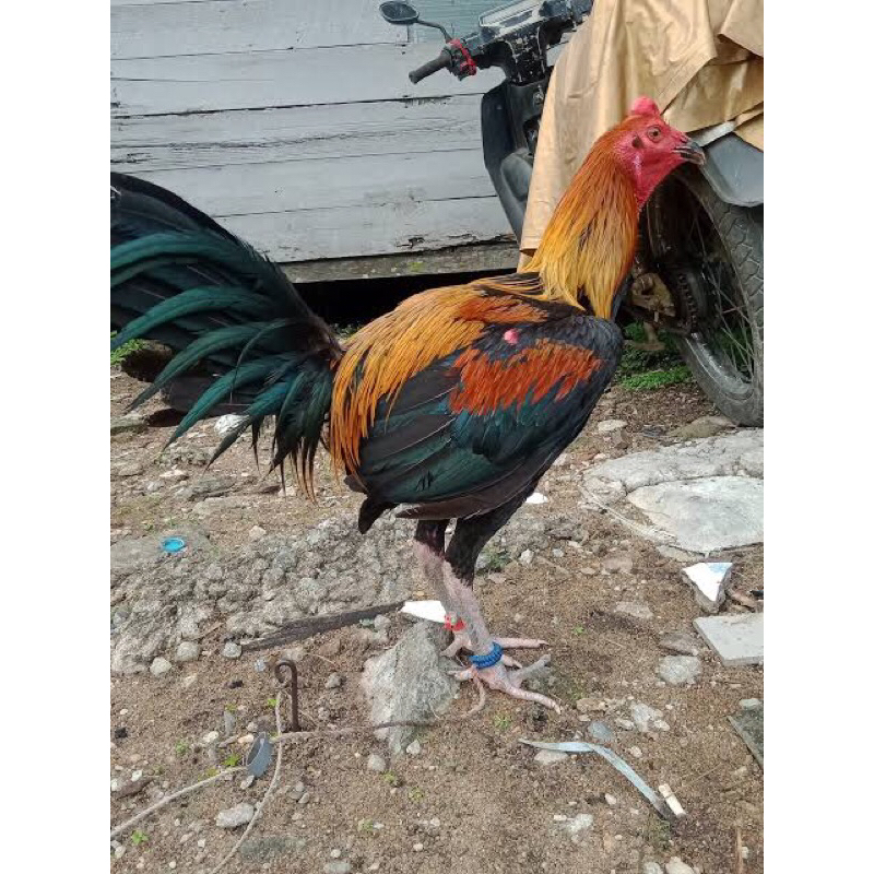 2 telur fertill ayam jenis peruvian/ayam peru bisa di tetaskan