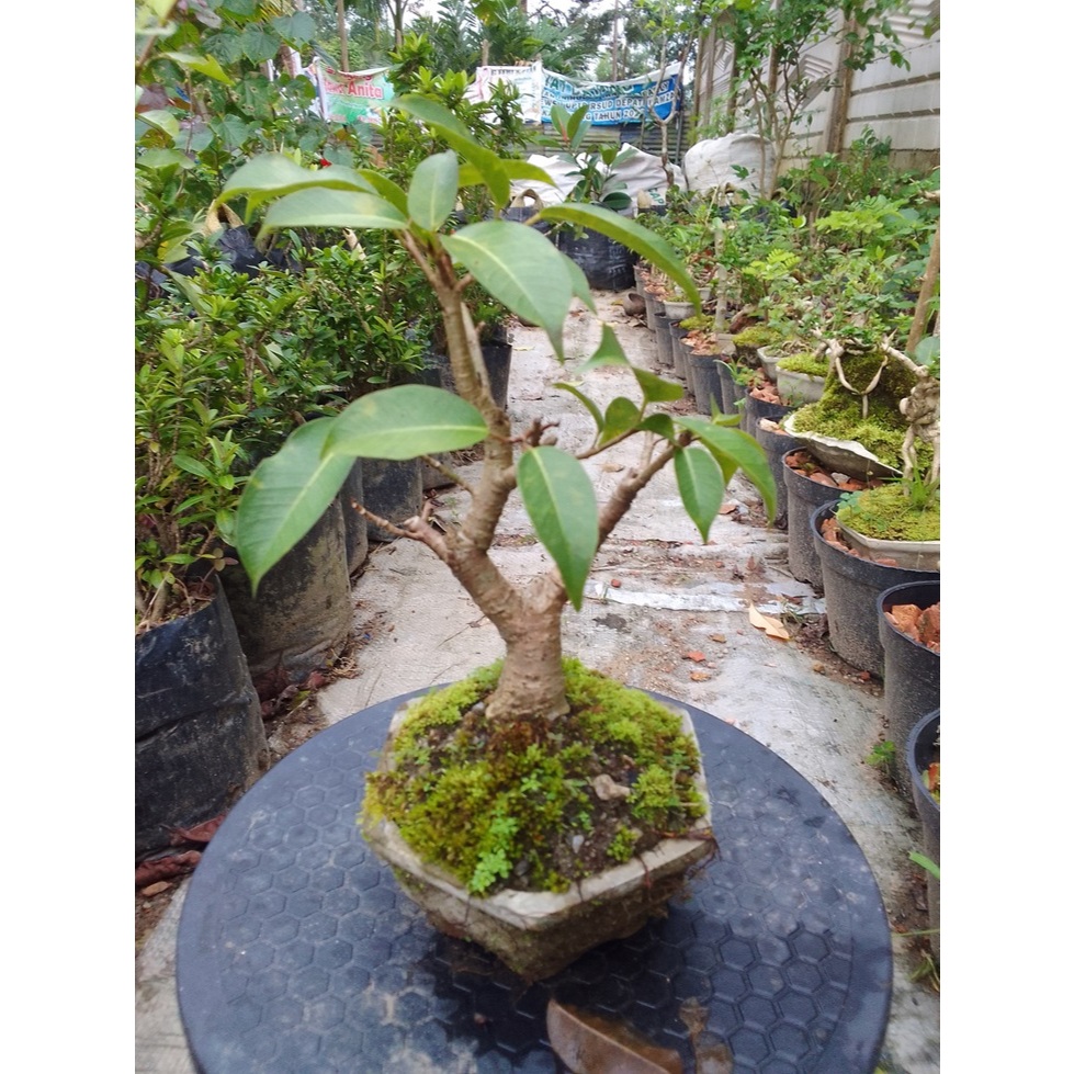 Bonsai Beringin Caulocarpa ukuran mame siap pajang