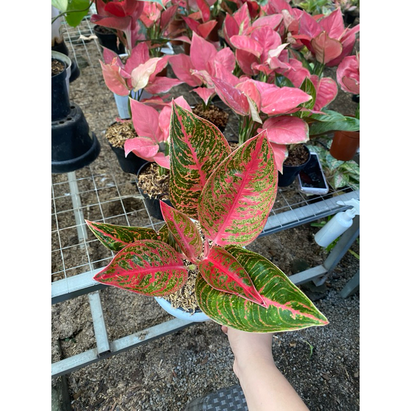 Aglaonema Reanita