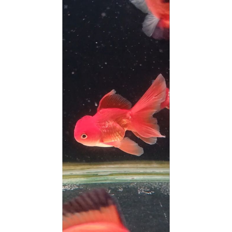 oranda rosetail size 10-11 cm