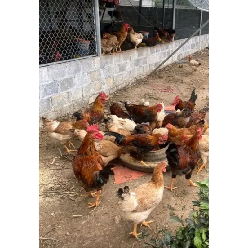 

Telur ayam mardi X sasso untuk di tetaskan