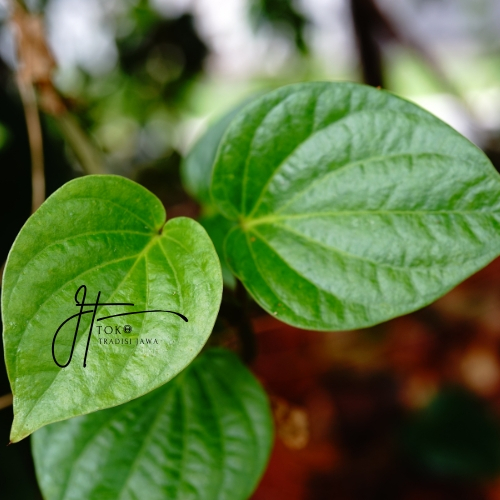 

DAUN SIRIH SEGAR TEMU ROS - Suruh Hijau Fresh Ketemu Rose Ruas Asli Original