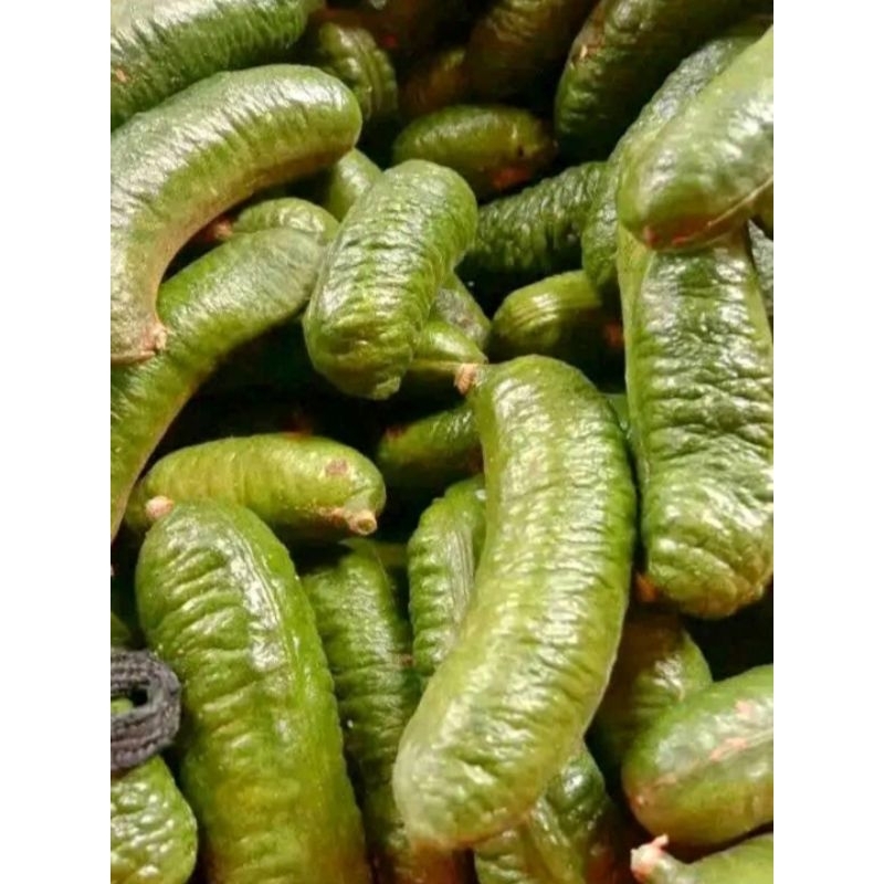 

500gr KABAU TUA KULIT KUALITAS SUPER