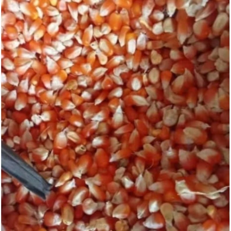 Jagung kristal pakan merpati 1kg