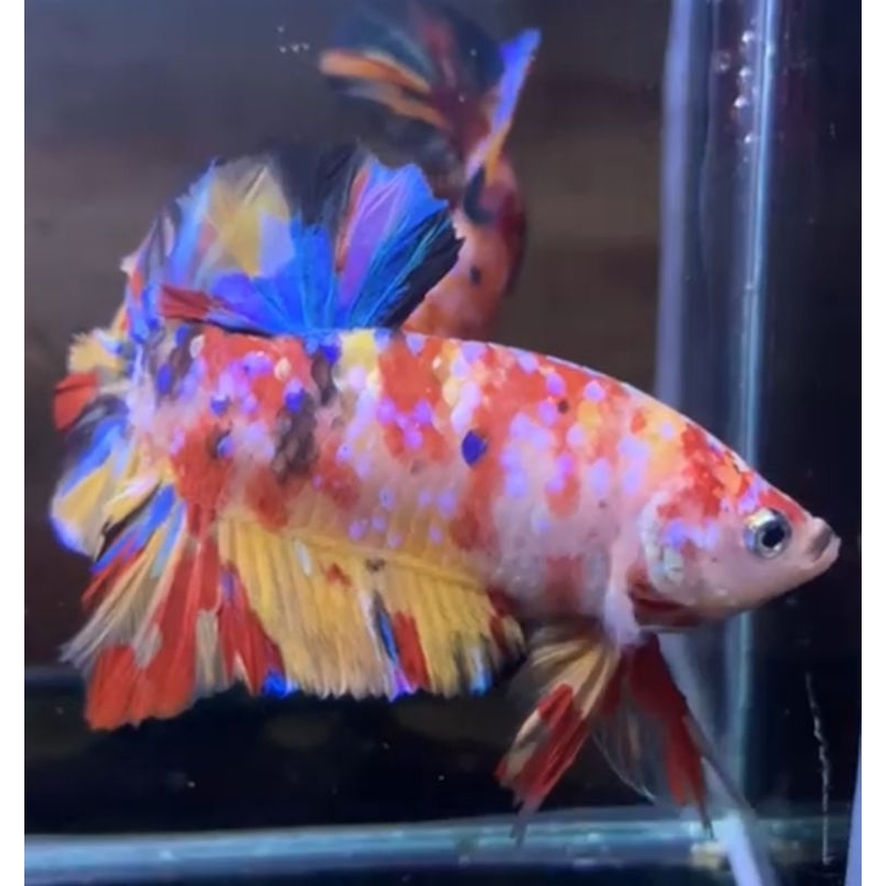 Multicolour yellow base