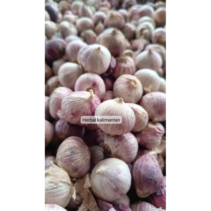 

BAWANG PUTIH TUNGGAL SIZE MEDIUM , EDANG BAWANG LANANG OBAT JANTUNG KOLESTROL HIPERTENSI DIABETES ASAM URAT 1Kg BALIKPAPAN KALIMANTAN TIMUR DI JAMIN FRESS BARU 1 Kg