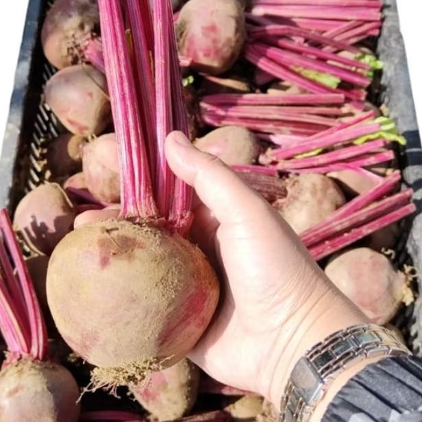 

PROMO BEETROOT FRESH 500G MURAH BERKUALITAS