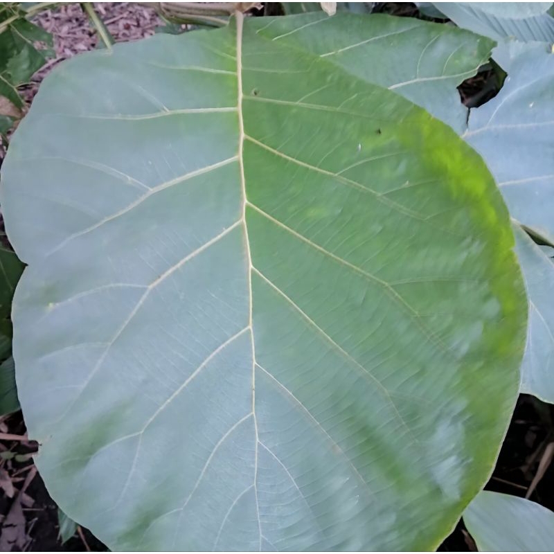

Daun jati segar langsung petik 100+lembar