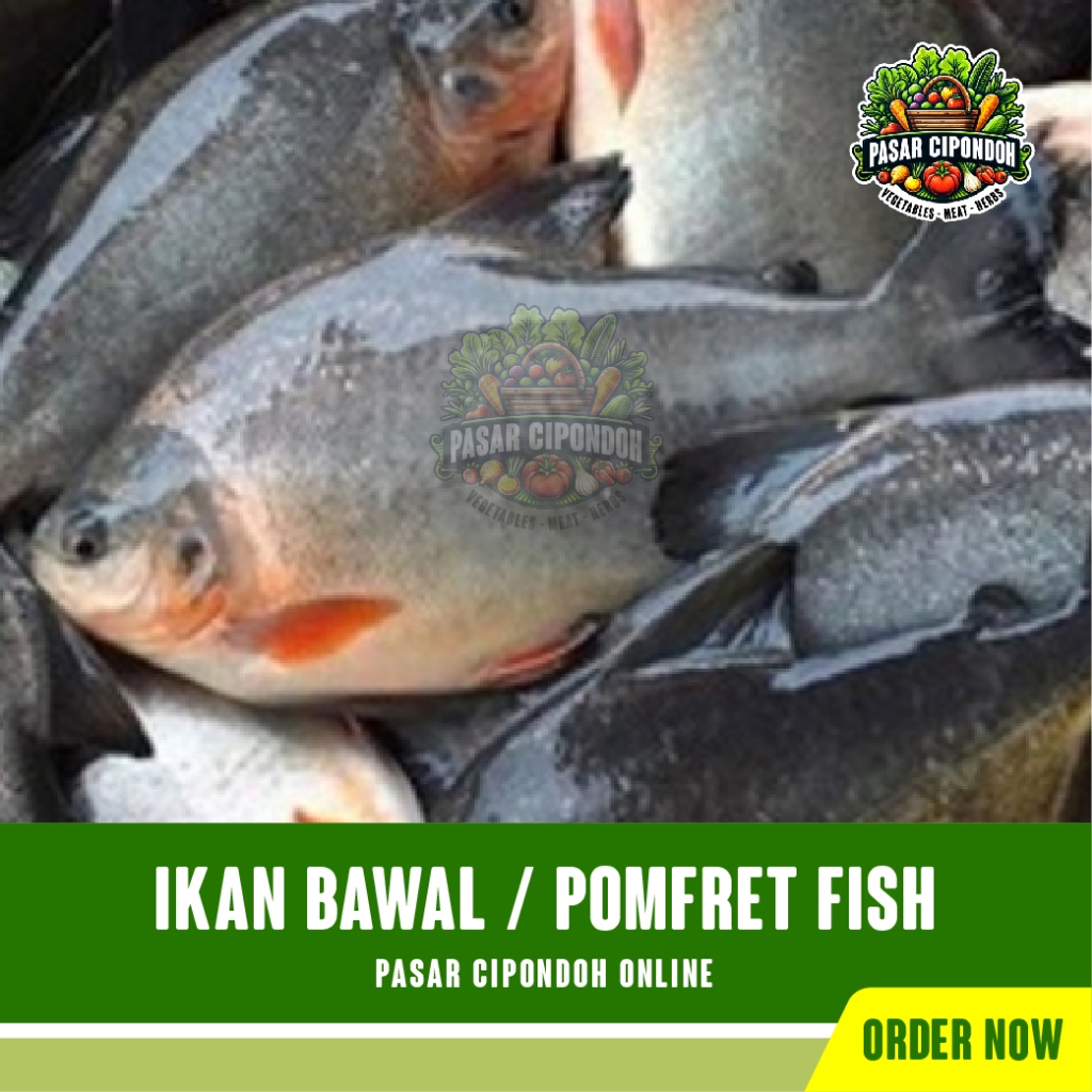 

Ikan Bawal Mentah Segar 500 gram / Pomfret Fish - Pasar Cipondoh Tangerang