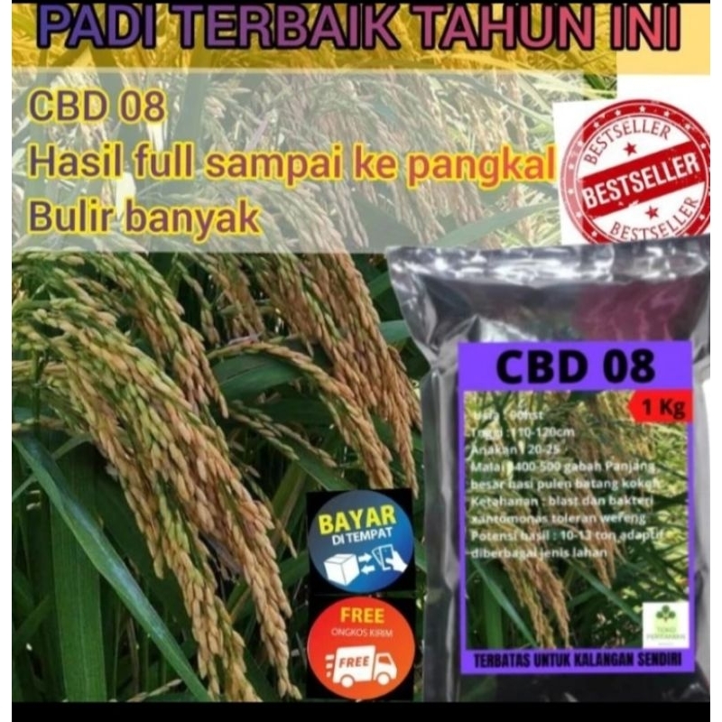 Benih padi CBD 08 terbaik super unggul Netto 1kg