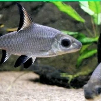 

BL- KADO HIASAN AQUARIUM UKURAN 6-8 CM