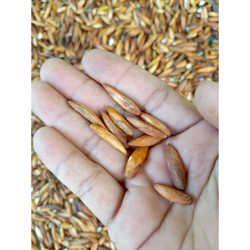 biji buah ketapang kupas 200.gram