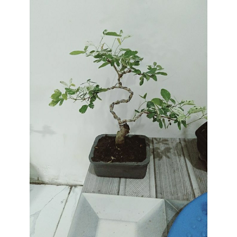 bonsai asem Londo varigata