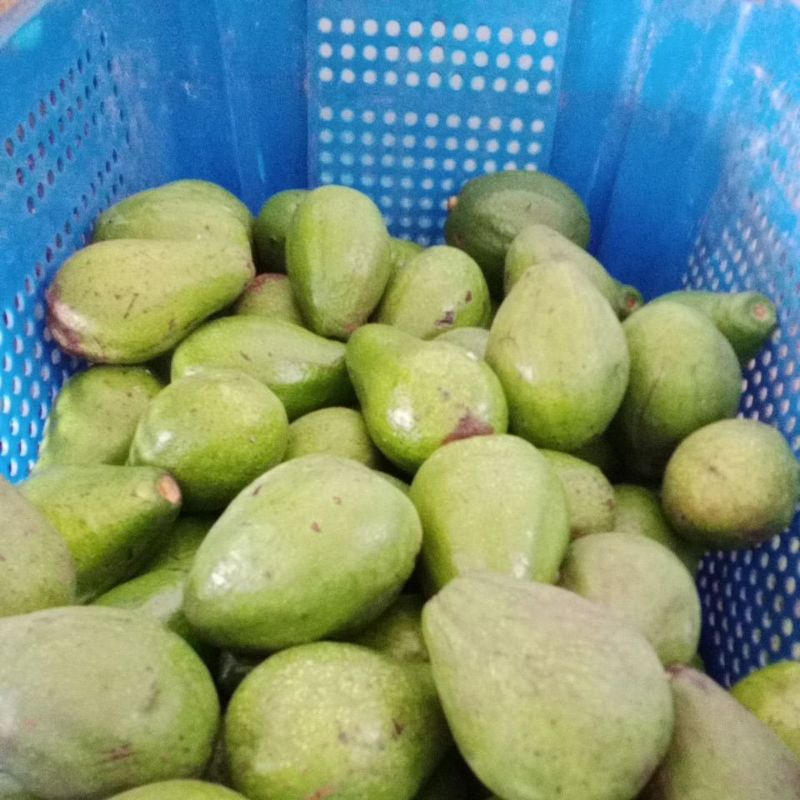 

Alpukat mentega mini