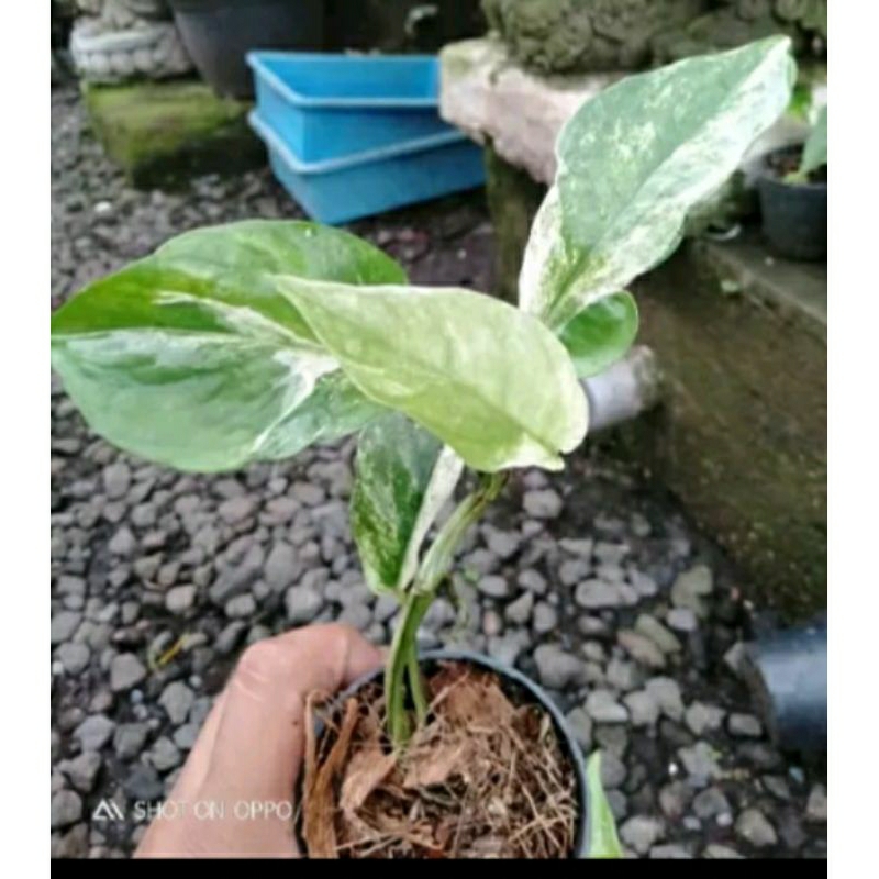 Epiprenum hanoman SP Bali