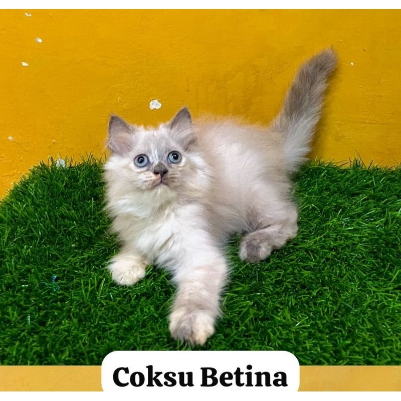 Kucing Persia, Persia Medium, mix dome, Himalaya, ragdol, flatnose, peaknose