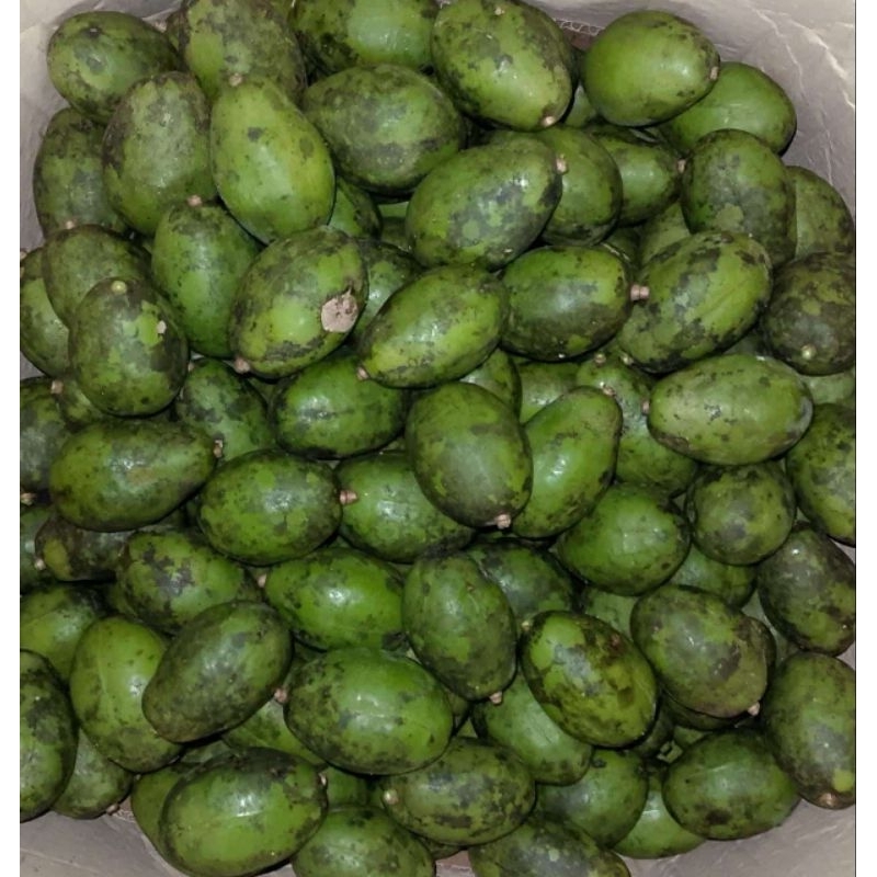 

Buah dondong 1 kg segar langsung di petik dari pohon