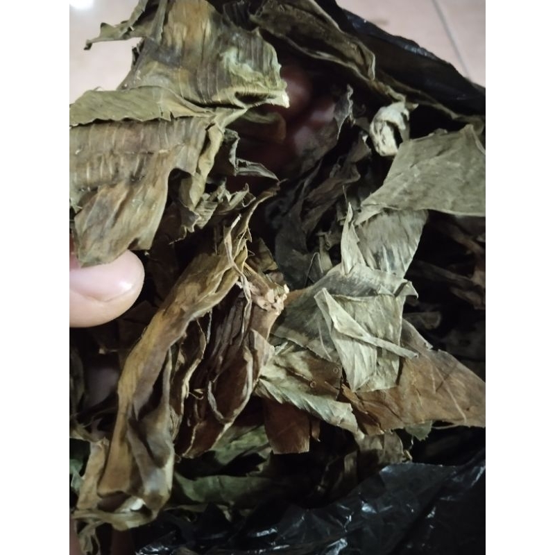 

daun ekor naga kering 300gram