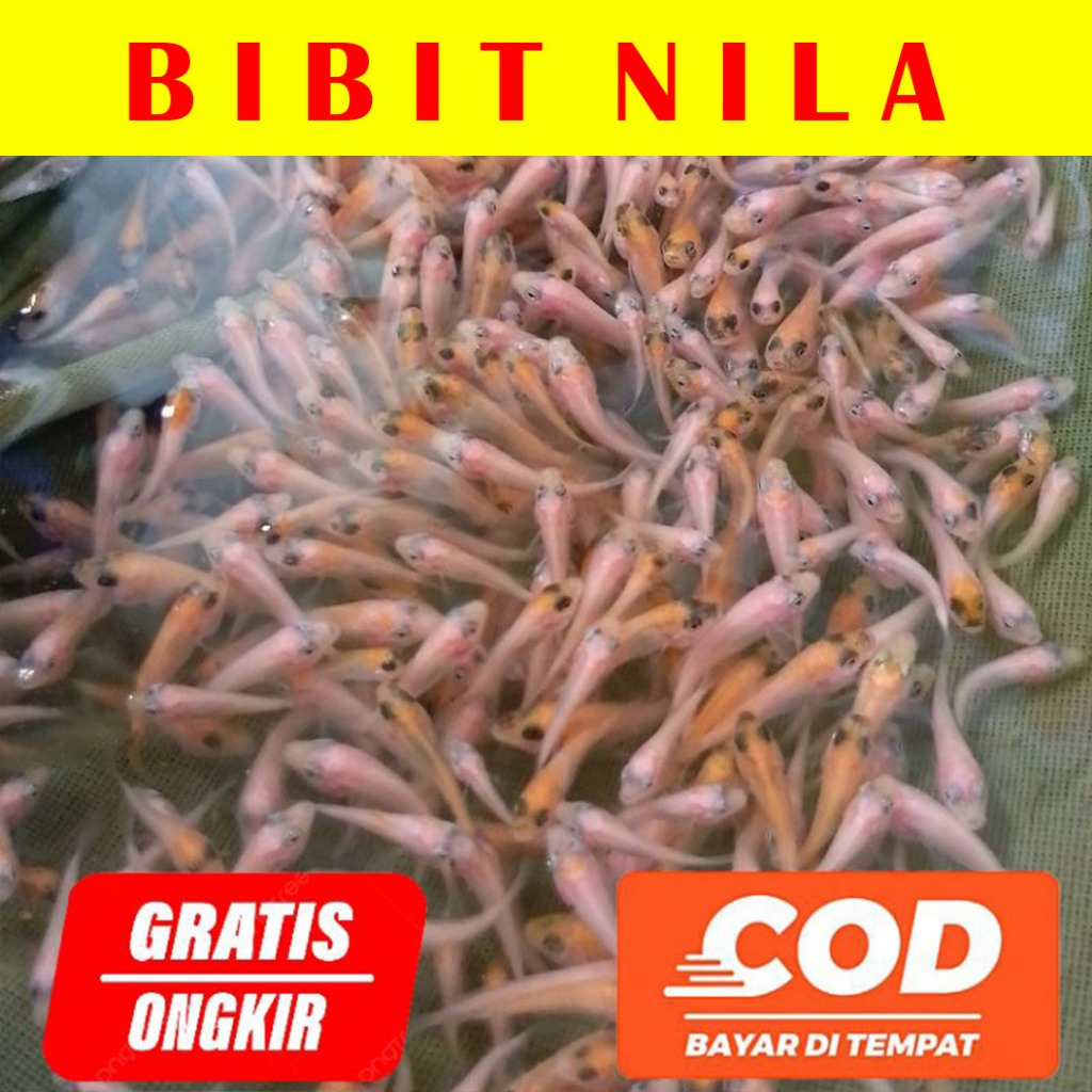 Bibit Ikan Nila Merah berkualitas isi 100 Ekor