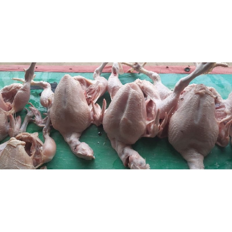 

Ayam Potong Frez Dan Segar