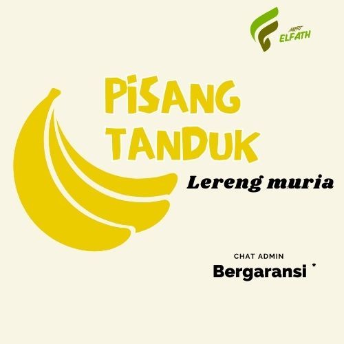 

PISANG SUPER TANDUK/BYAR ASLI PATIAYAM LERENG GUNUNG MURIA