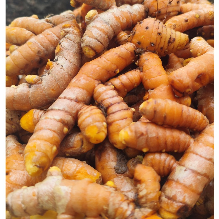 

{ 1KG } KUNYIT SEGAR BERSIH DARI TANAH