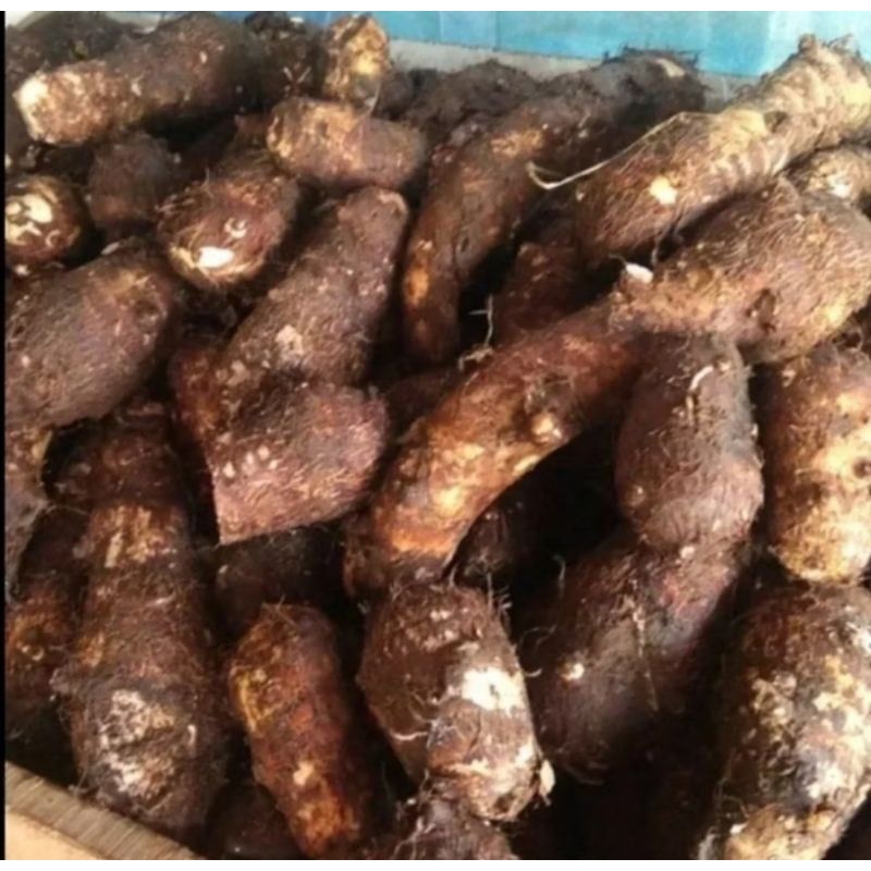 

umbi talas gajah talas kimpul per 1 kilo
