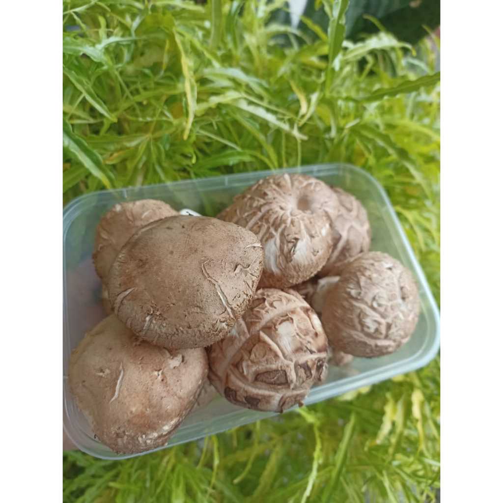 

Jamur Shitake Fresh