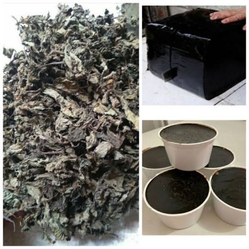 

Daun Cincau Hitam Super Daun Murni 1 kg | Daun Cincau Bahan Jelly | Daun Janggelan Kering