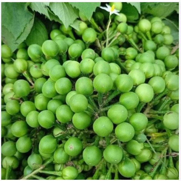 

buah takokak cepokak segar 1kg
