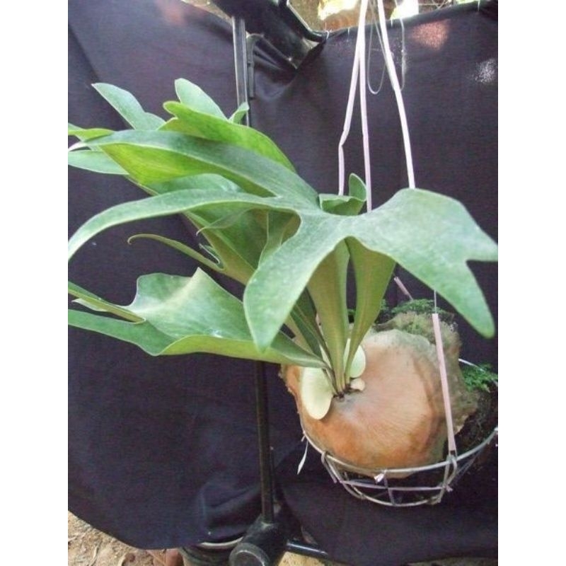 Tanaman Platycerium Hilli + Papan Pakis dan media akar pakis