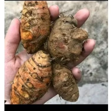 

biang kunyit empu kunyit induk kunyit segar 500 gr
