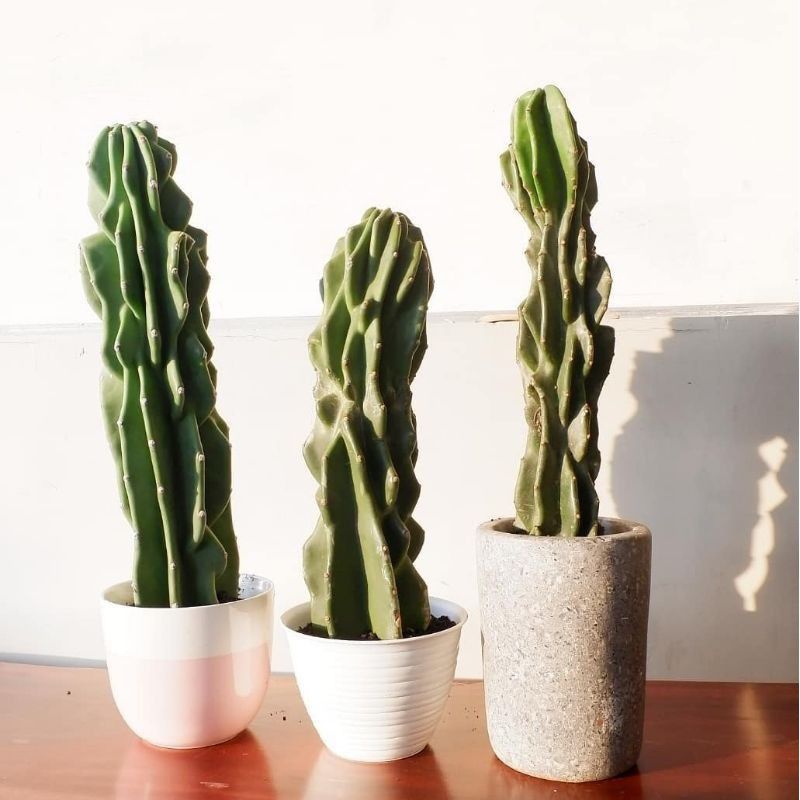 ( BISA COD ) Tanaman Hias Kaktus Lilin Atau Cactus Pagoda Tanaman Hidup Kaktus Batu Pohon Kaktus Bat