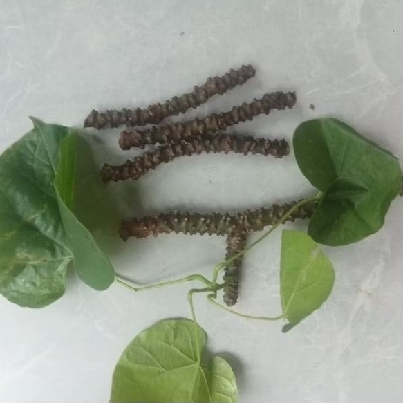 Stek Batang Antawali/Stek Brotowali/Fresh cutting Antawali obat herbal