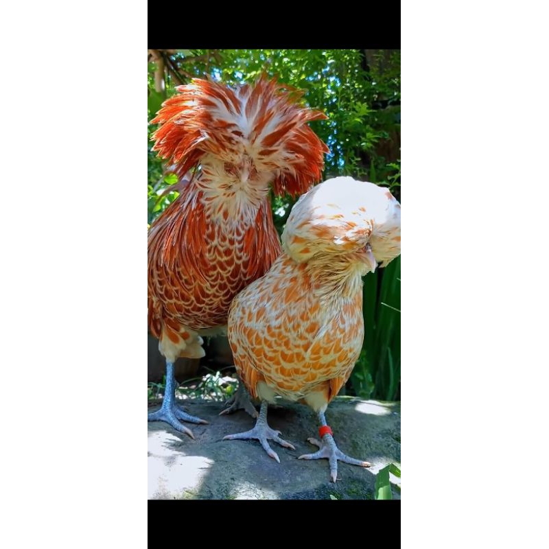 

telur ayam hias Poland untuk di tetaskan