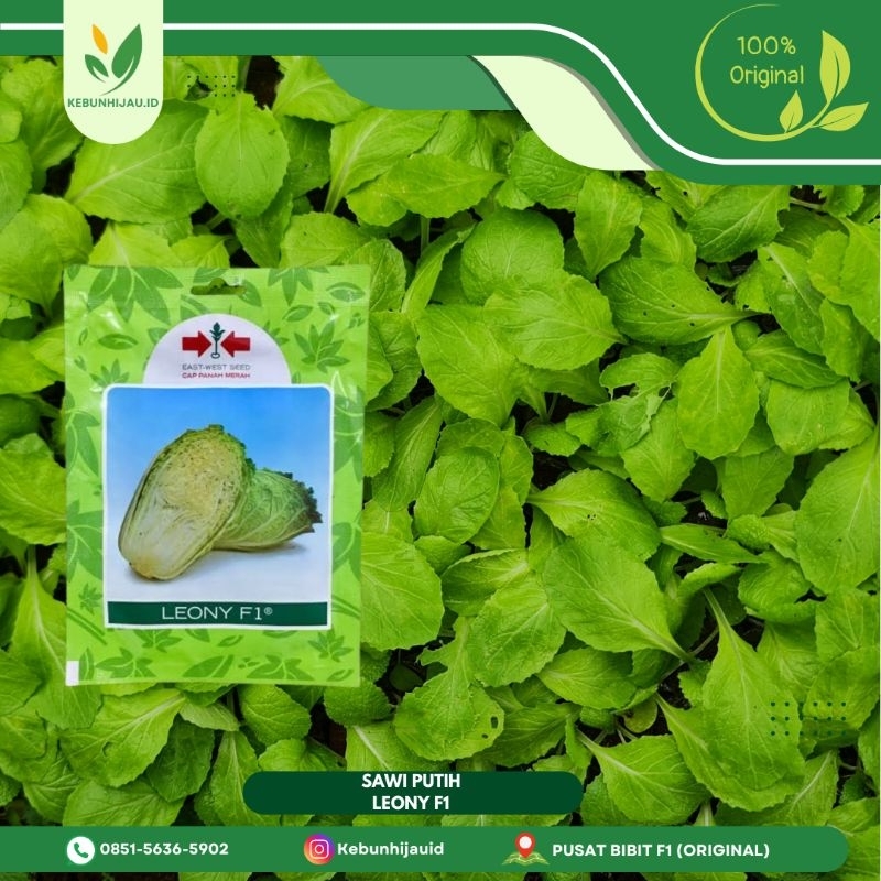 BIBIT SAWI PUTIH LEONY F1