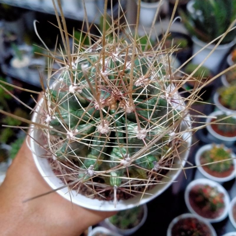 kaktus Fero Varigata