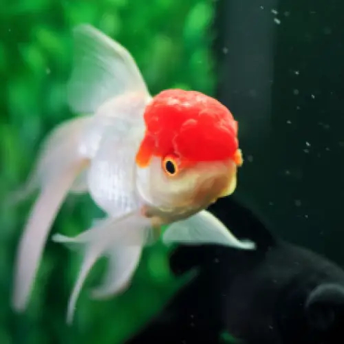 BELI 3 BONUS 1 - Oranda Red Cap Goldfish / Mas Koki Oranda Red CUp / Ikan hias Aquascape