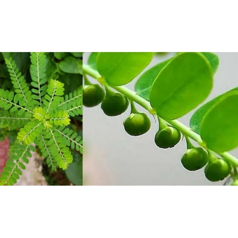 

daun meniran segar paket 500 gram,batang,daun,akar