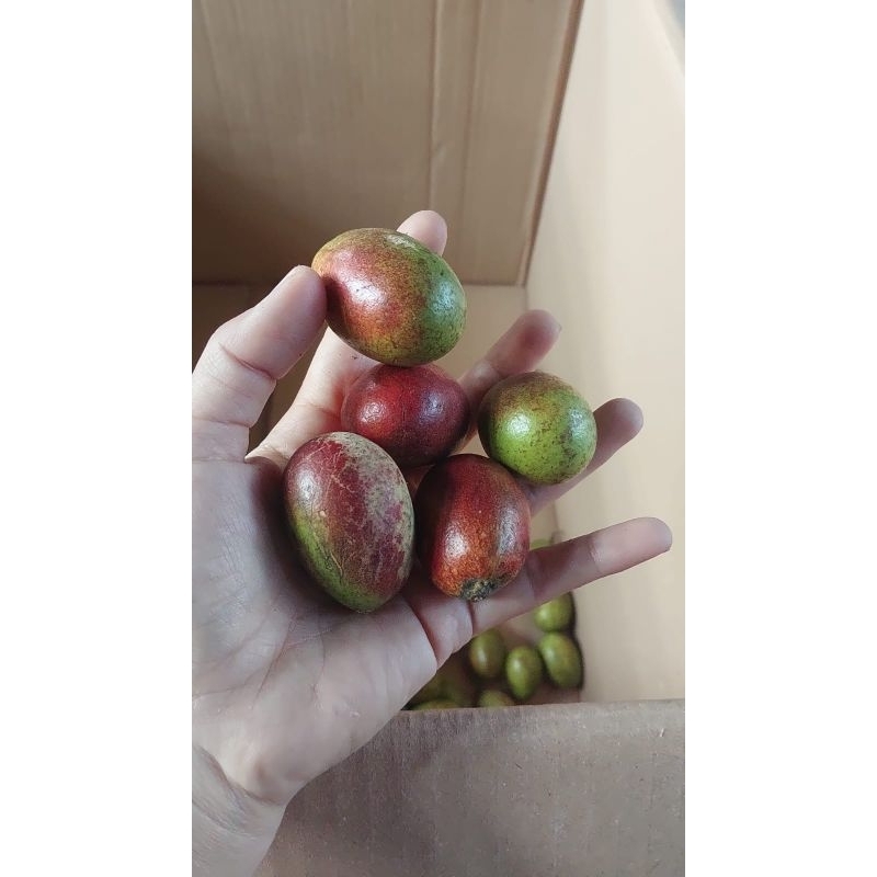 

Buah Matoa Merah Kuning Hijau Manis