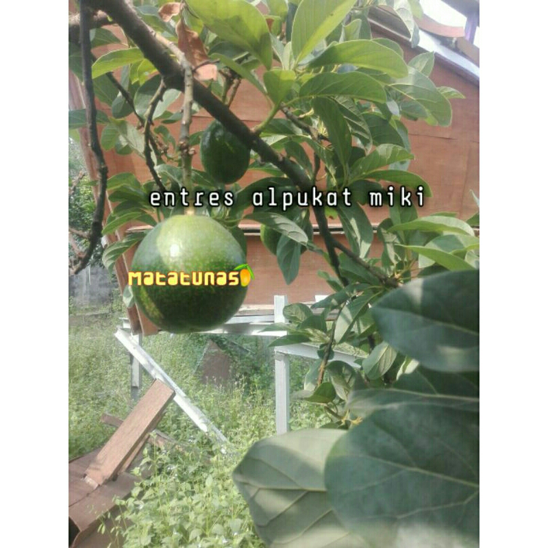 entres alpukat miki 7 MDPL
