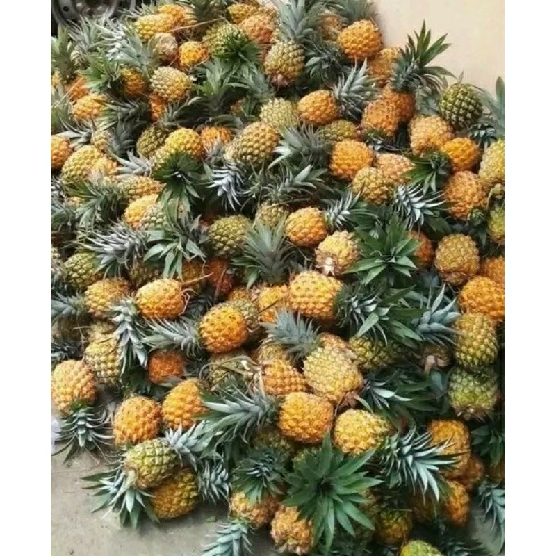 

nanas madu belik pemalang