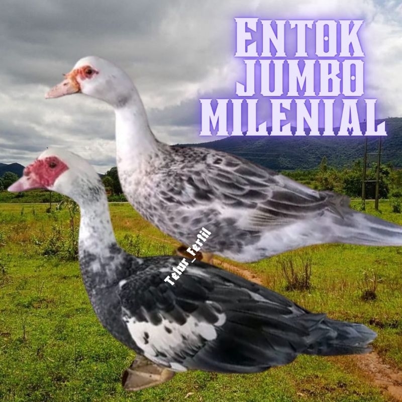 telur entok jumbo milenial ori hias bisa untuk di tetaskan