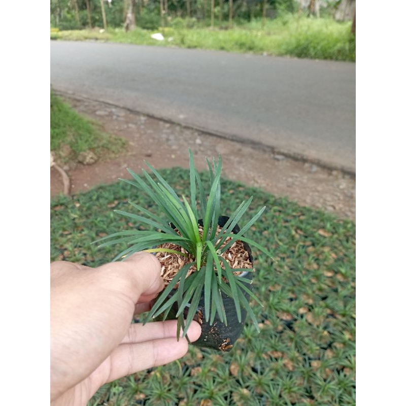 Tanaman Hias Kucai Mini Tanaman Kucai Mini