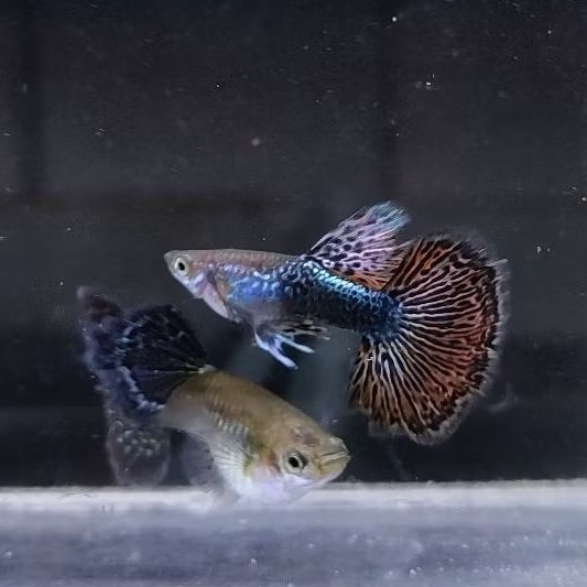 paket induk Guppy jenis red dragon HM big dorsal hiasan aquarium aquascape