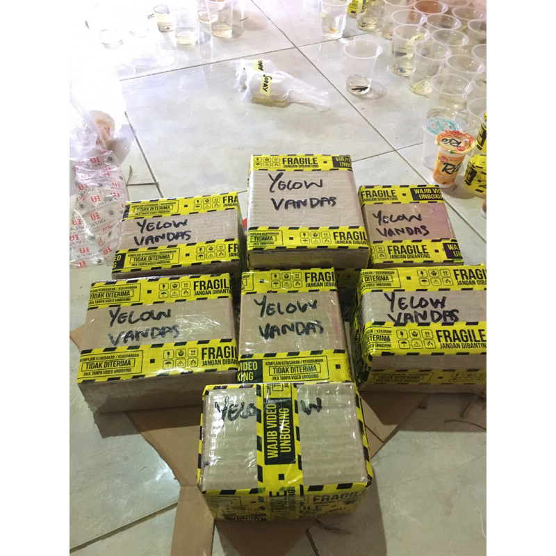 

Yellow Vandas Kue Diterima