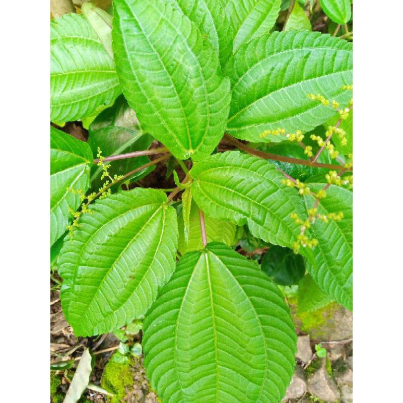 

Daun poh pohan segar 200gr