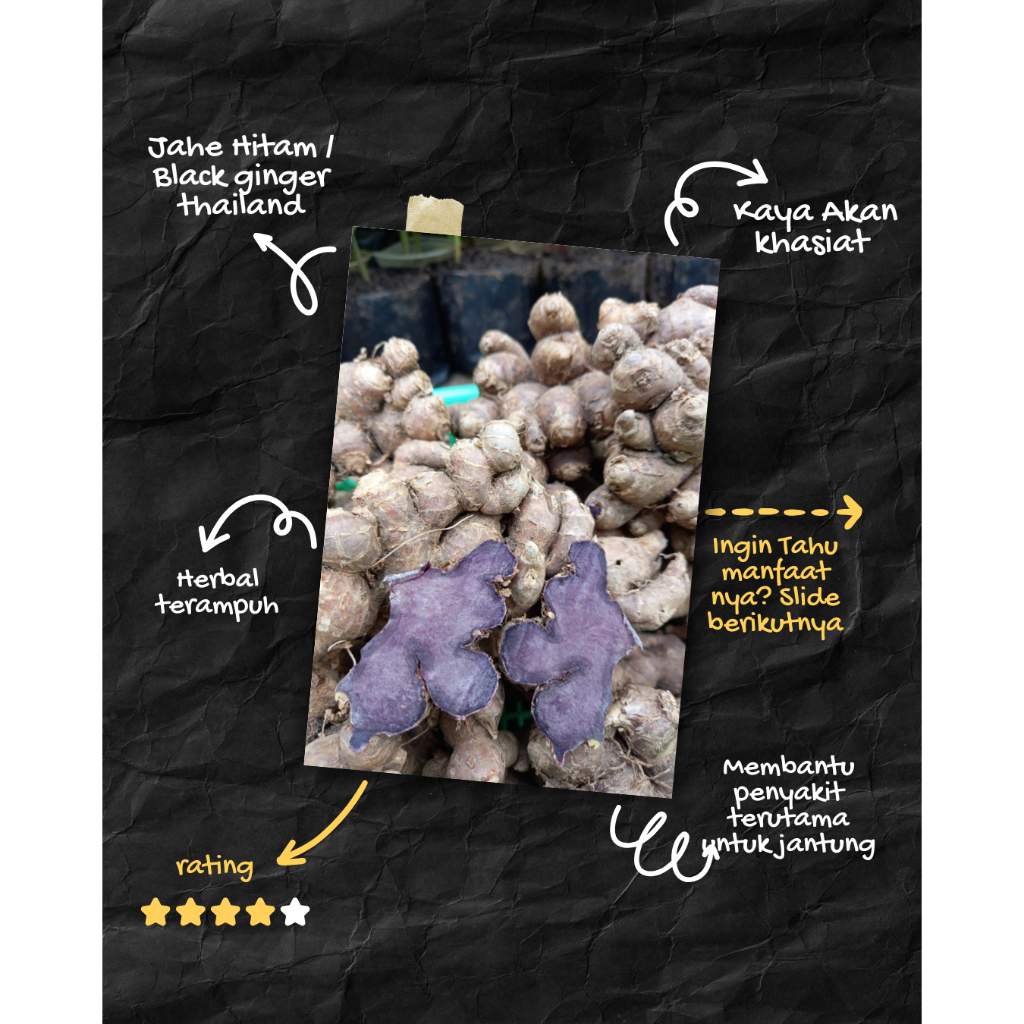 Bibit Jahe Hitam / jahe hitam thailand / jahe hitam obat jantung 100gr