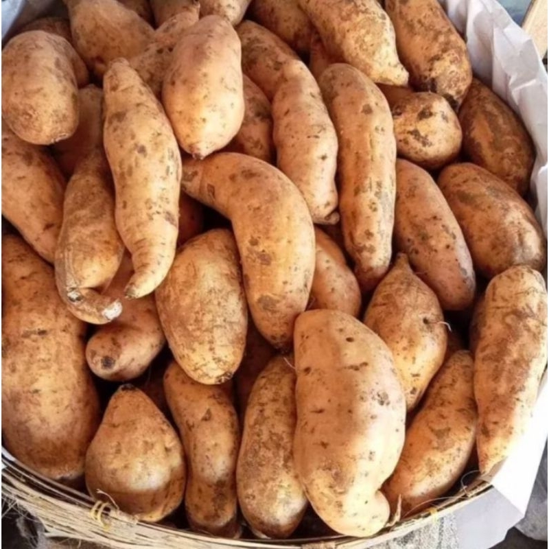 

Ubi cilemu( hui cilemu)asli manis 1 kg Rp 8000