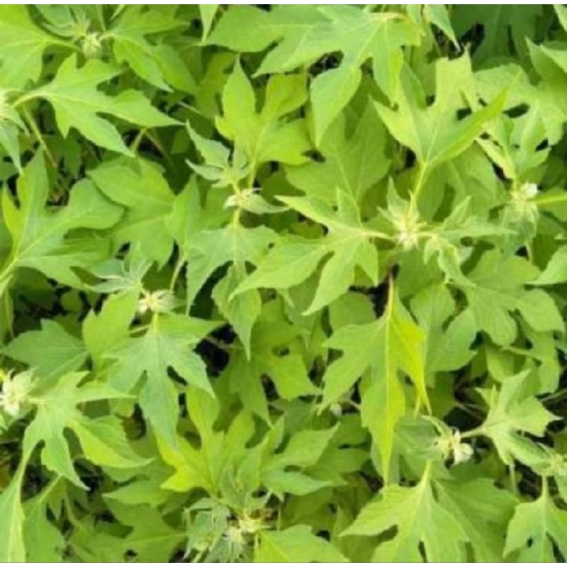 

NEW PROMO DAUN INSULIN SEGAR FRESH TRADISIONAL ALAMI 500GRAM